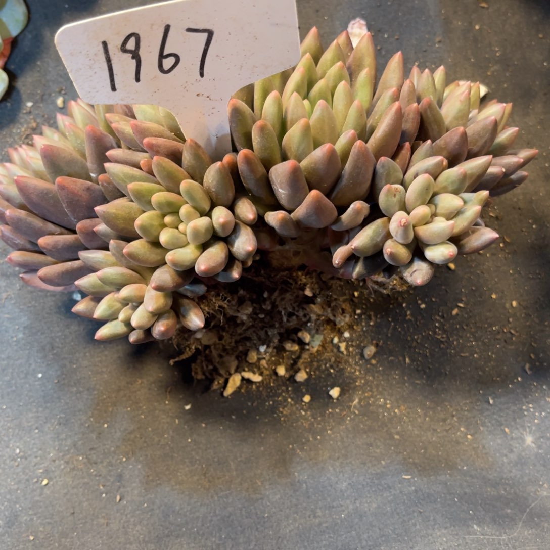 四***夕老阿姨一物一拍1967