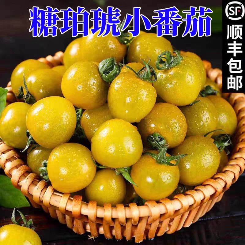 现摘新鲜小番茄寿光新品种糖正宗唐珀虎小番茄新鲜圣女果小西红柿