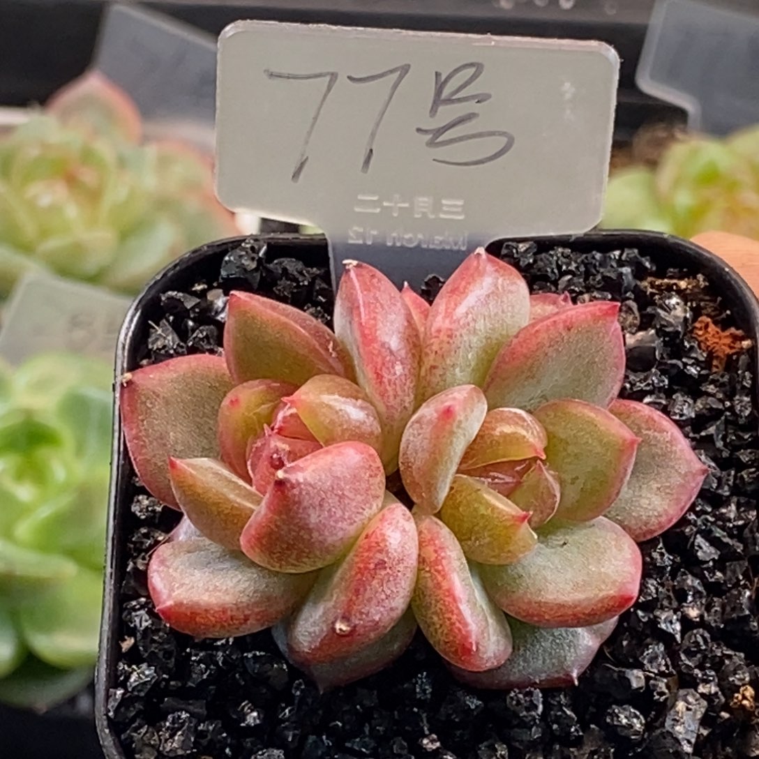 天官赐福百无禁忌