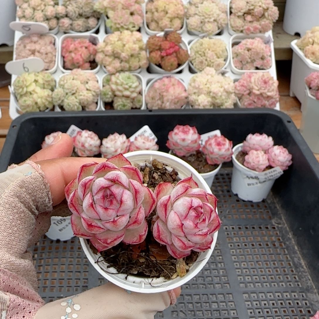 【闪购商品】0126-110女王福利