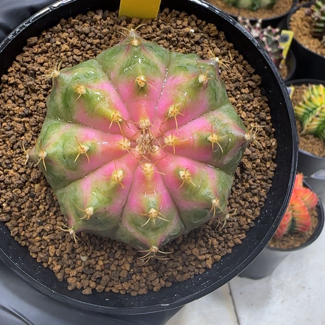 188号泰系实生粉轮回