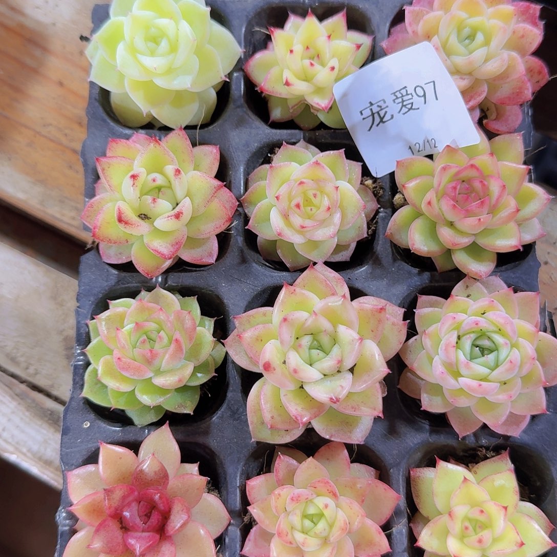 直播福利一物一拍97