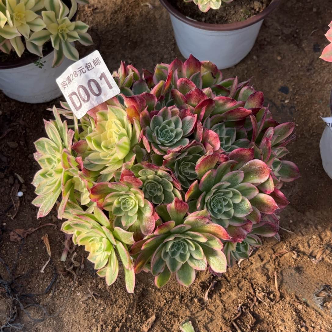 001多肉植物海王