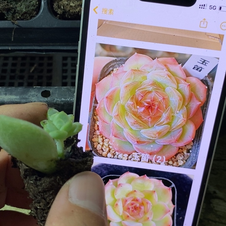 穴盘玉笛苗一个多肉有腿