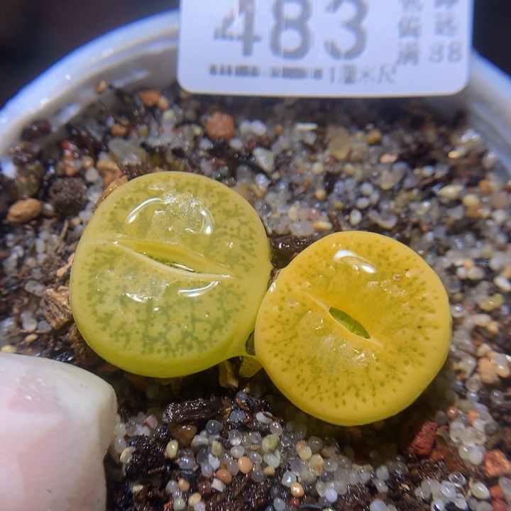  精品生石花28.483