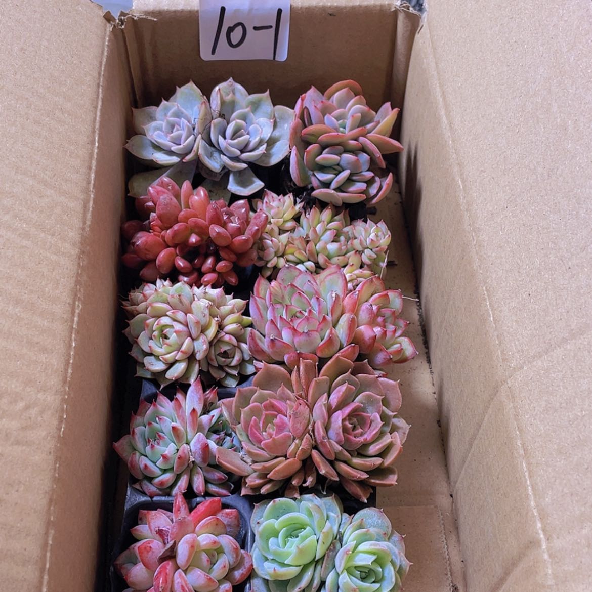 【闪购商品】10颗-1