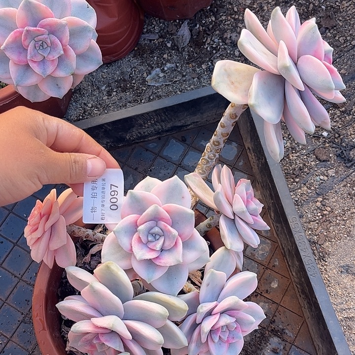 上***）紫乐锦大群，一物一拍