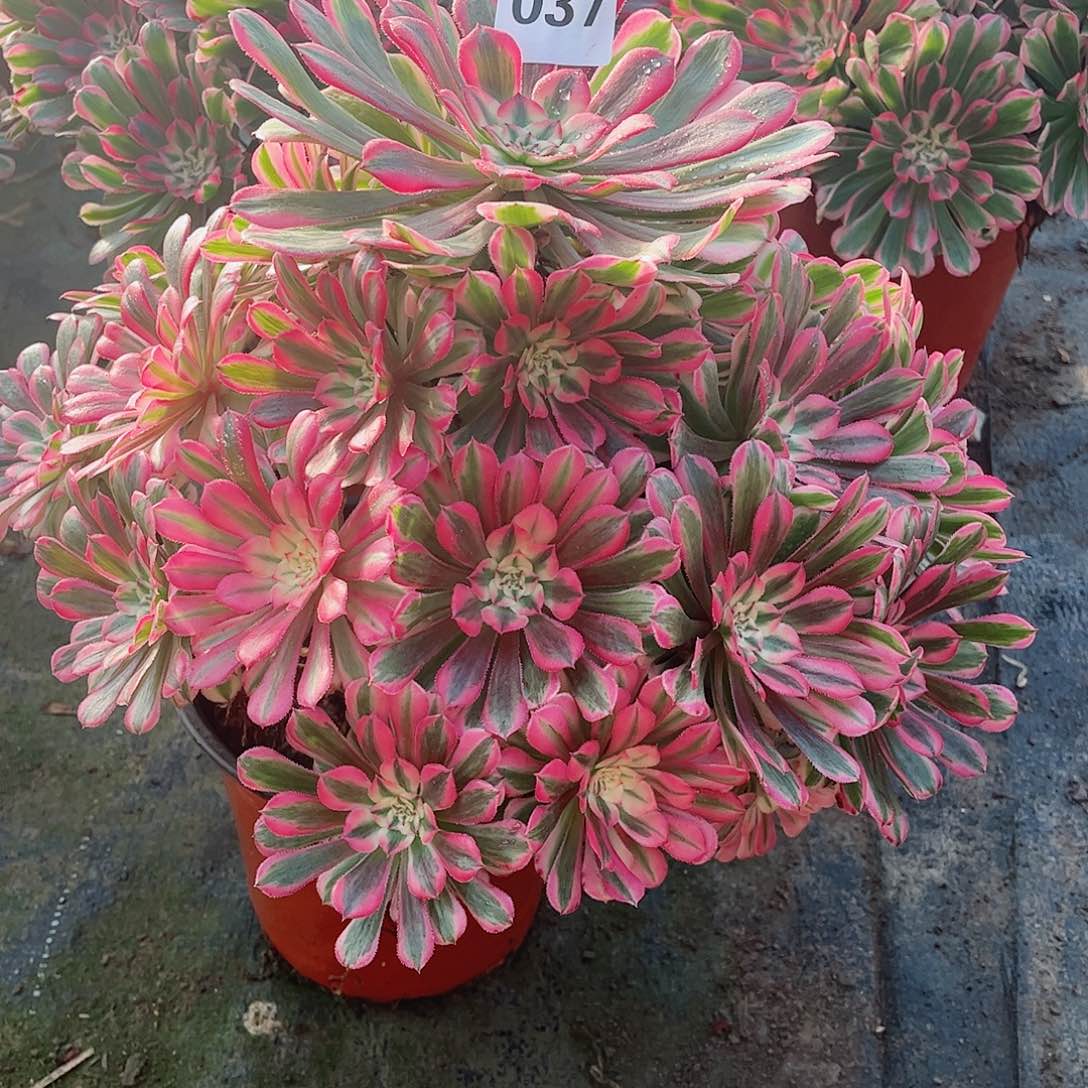 无花朵美**情多肉植物粉同037