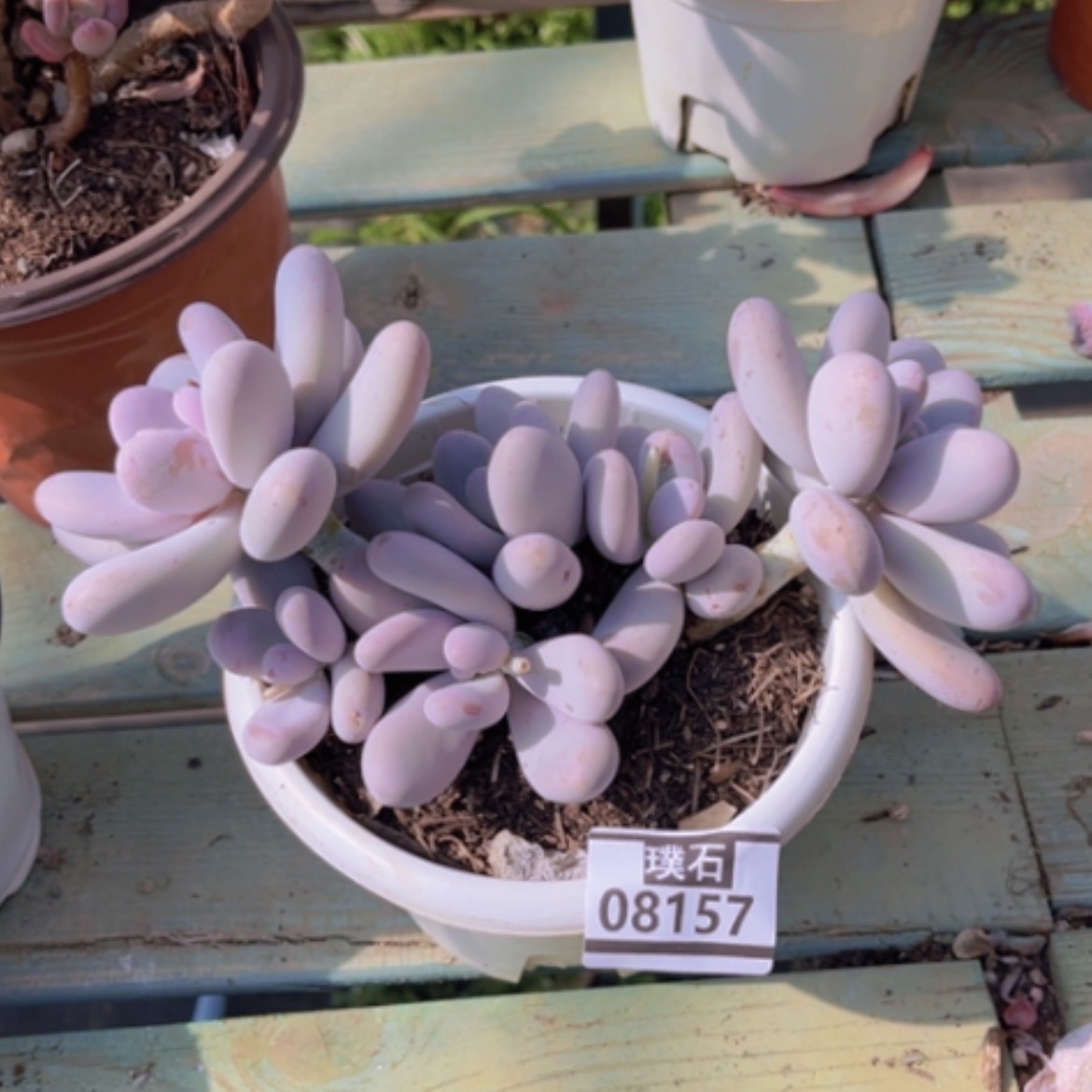 【闪购商品】鸡蛋奶08157