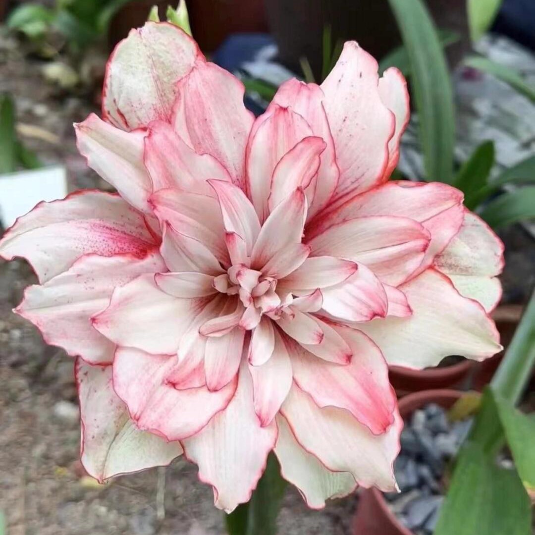 【珍妮弗】朱顶红自然球包对版