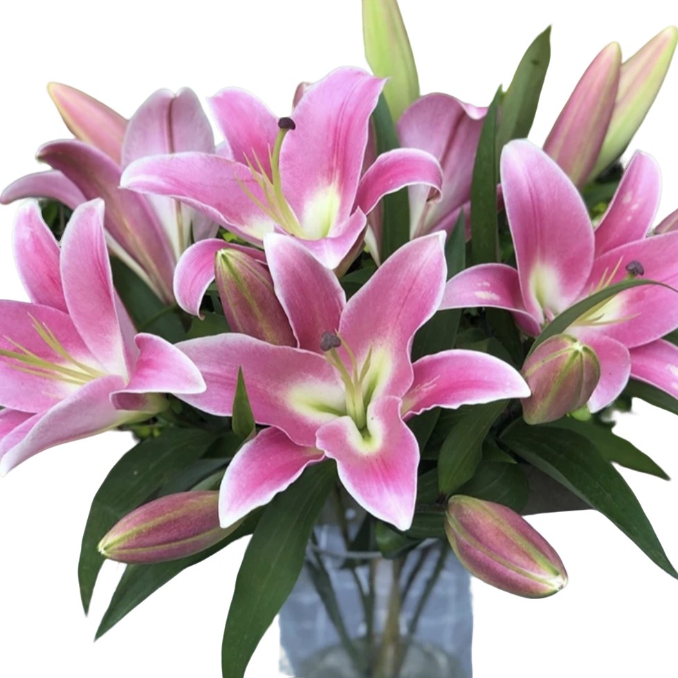 【源头优选百合花花束家用直播】鲜切花云南基地云南昆明鲜花直发