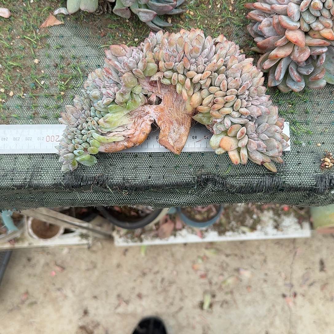 星影缀化星影缀化