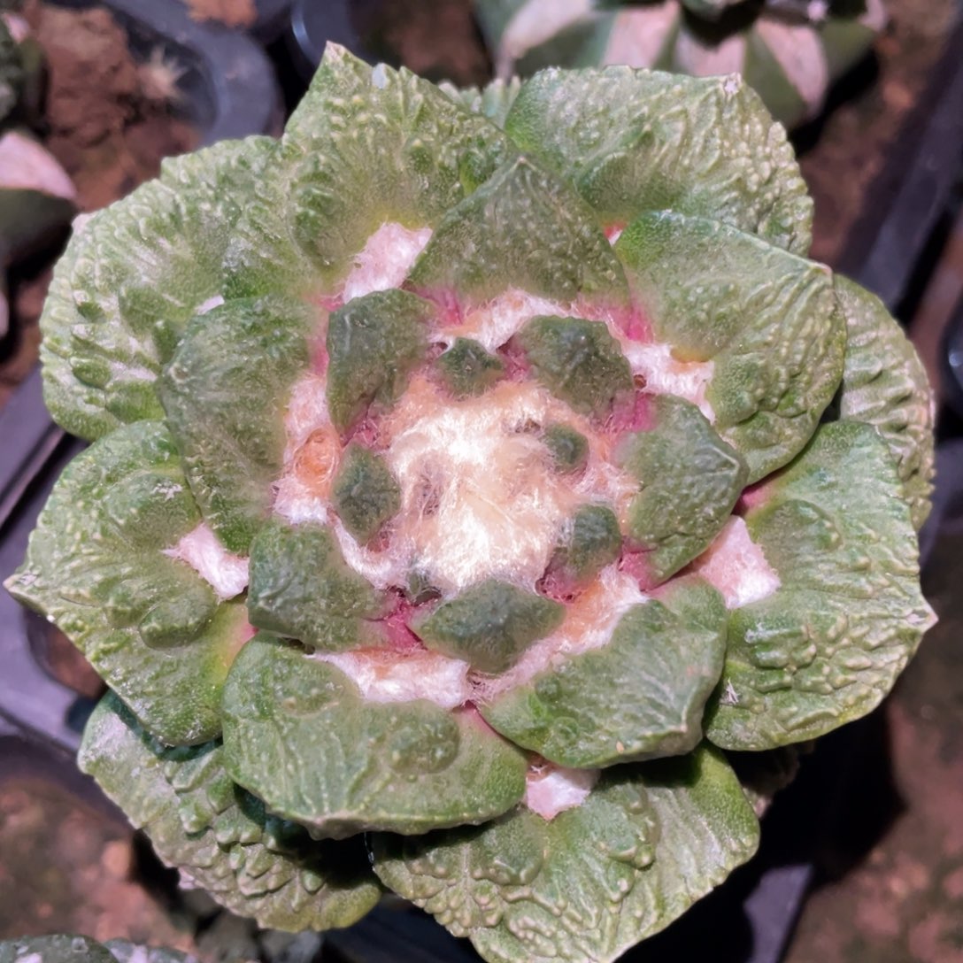 螺旋黄体菜花牡丹锦 仙人球