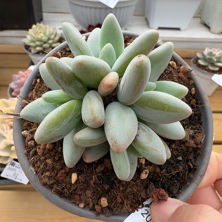 四头企鹅11111118-27