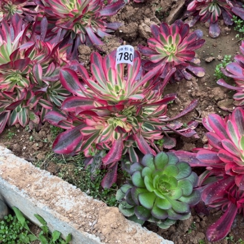 780美杜莎不包断枝