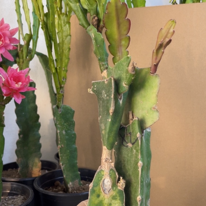 当前无花栽培后可以开花锦****藏644
