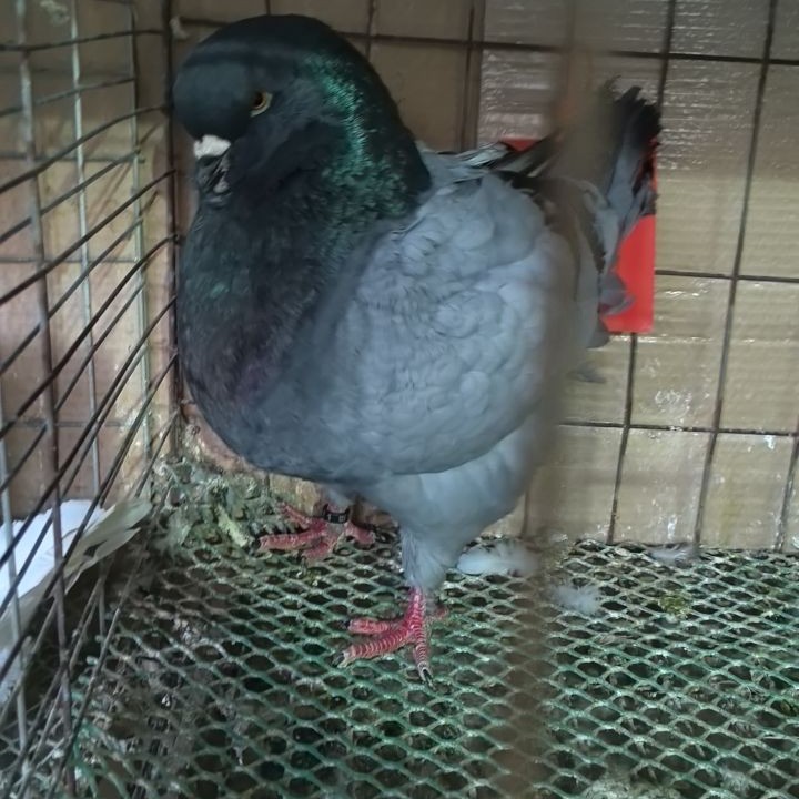 巨型纯种招财元宝鸽观赏鸽肉鸽种鸽活物