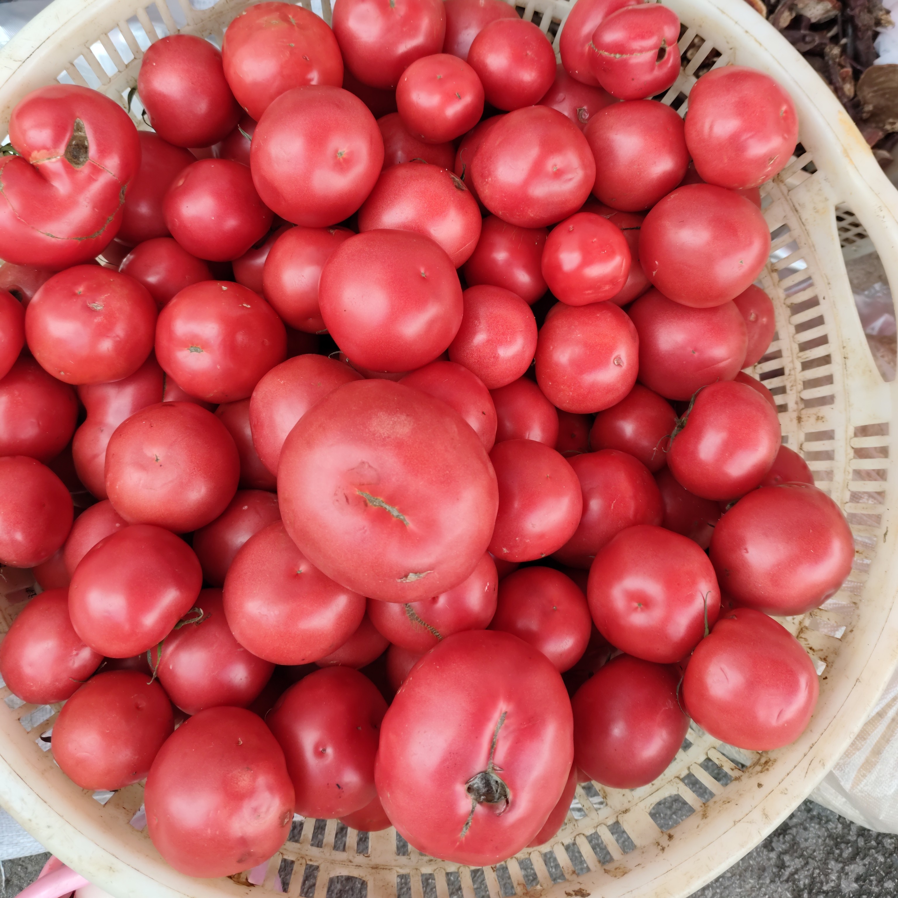 自然熟西红柿新鲜采摘酸甜多汁可生吃的水果蔬菜