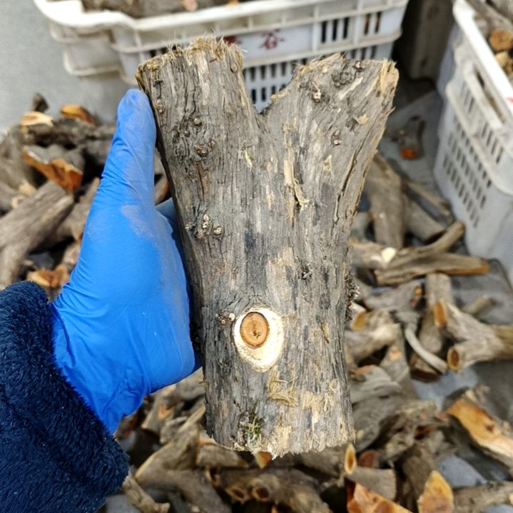 小***望香榧木崖柏原叉崖柏原叉崖柏