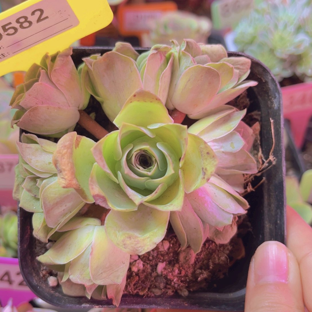 582山地玫瑰手捧