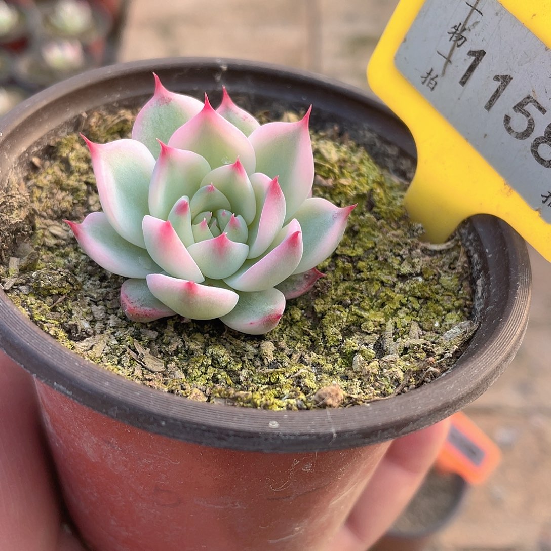 1158号多肉植物盆栽