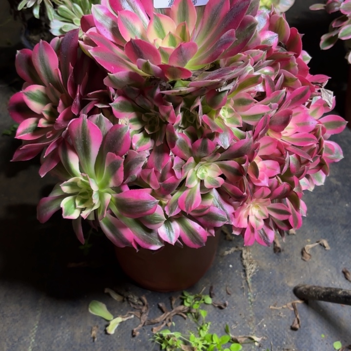 瑞妈，，。。。985女巫，