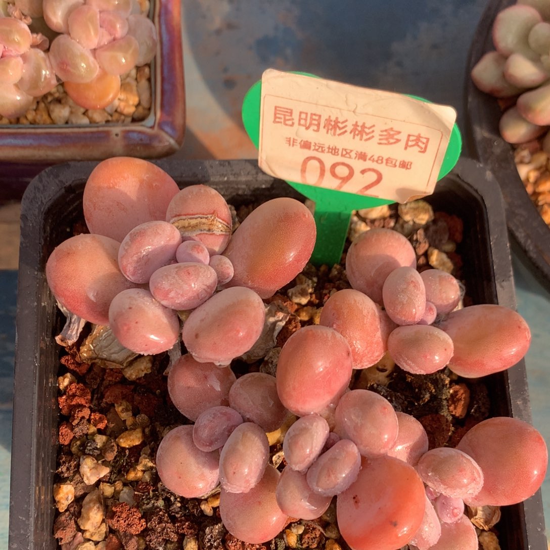 蛋黄奶无砍老桩092