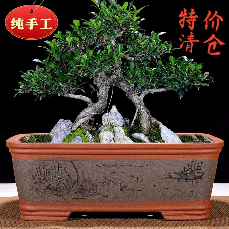 紫砂花盆长方形花盆特大号梅花老桩绿植盆景盆金弹子陶瓷花盆清仓