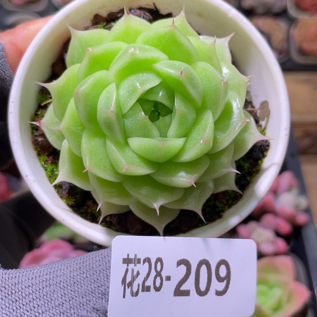 花利美28-209麦秆