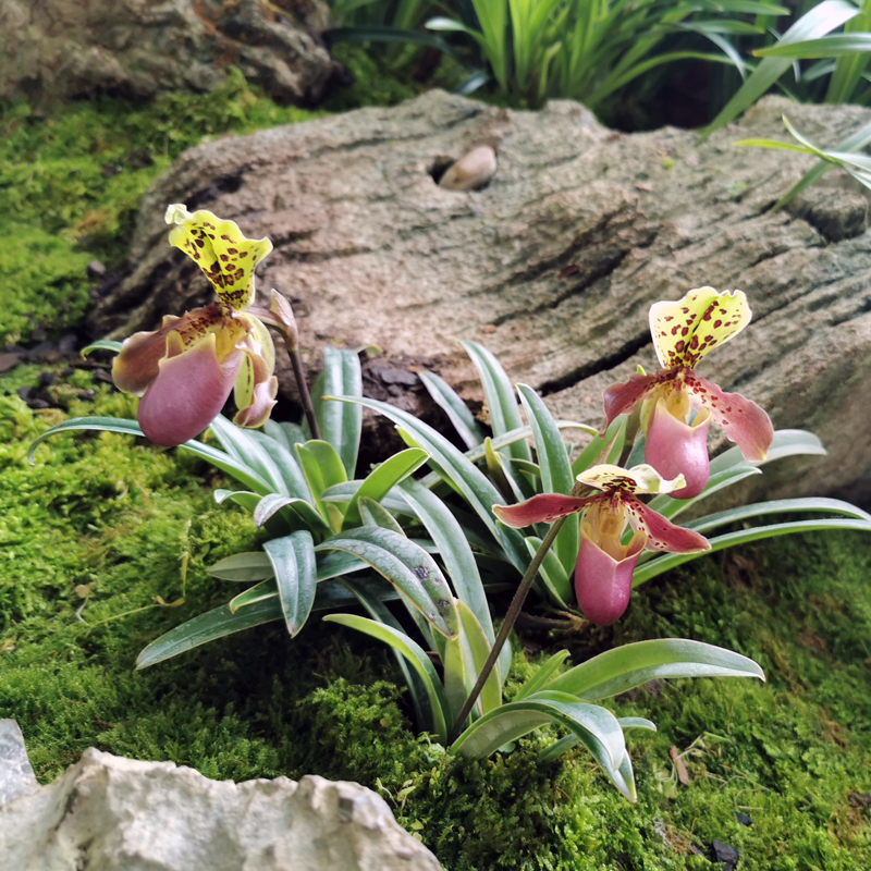 万峰绿缘兰花 亨利兜兰原生种实生苗迷你型植株
