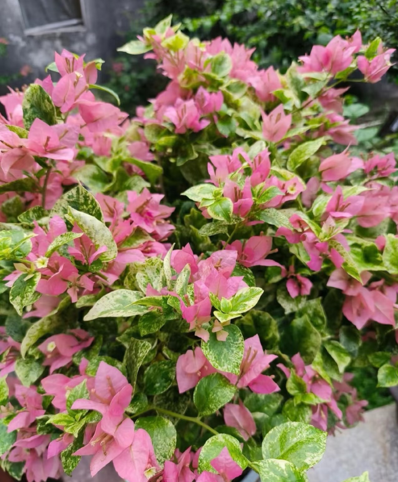 【斑叶米罗】 赏花观叶耐活带盆土原生扦插三角梅