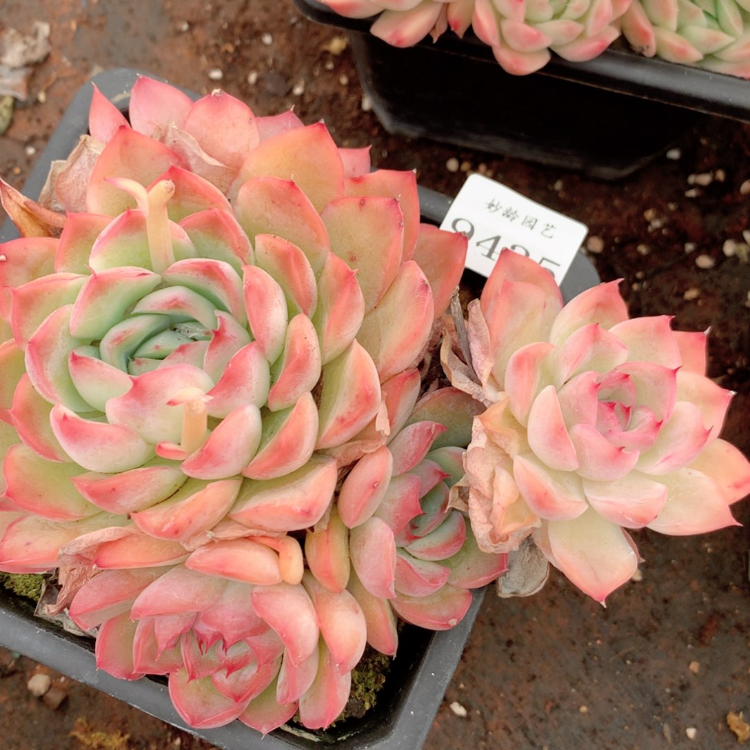 9435新年快乐呀发发发