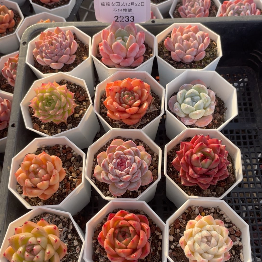 不包整散 盆子不售后2233