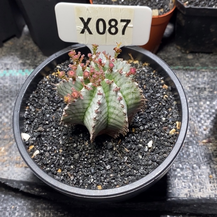 L*福利魁伟玉一颗如图