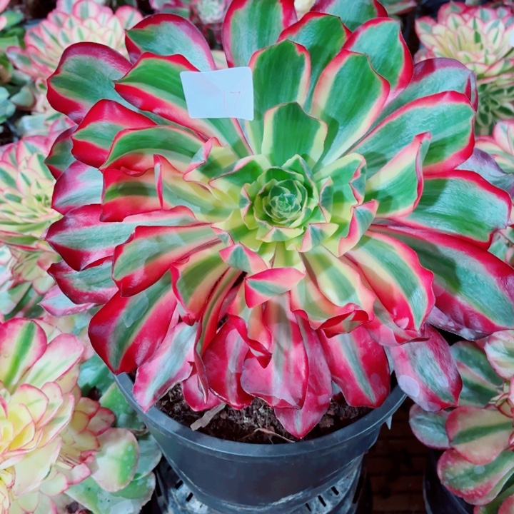 云南红魔女好看17号