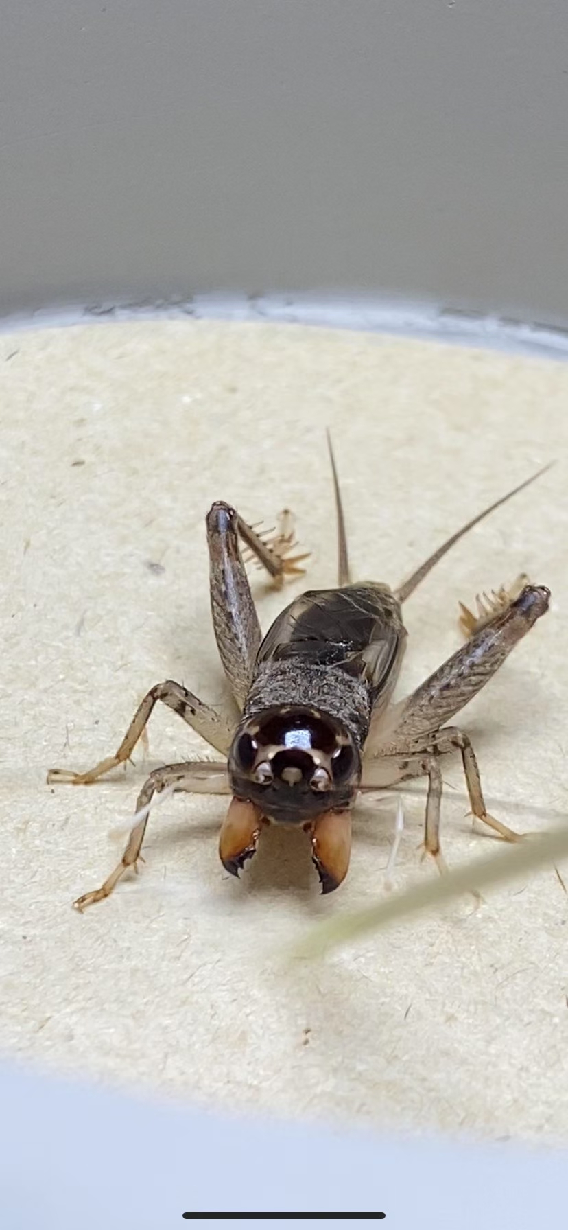 野生精品蟋蟀牙齿硬皮实厚适合斗蟋