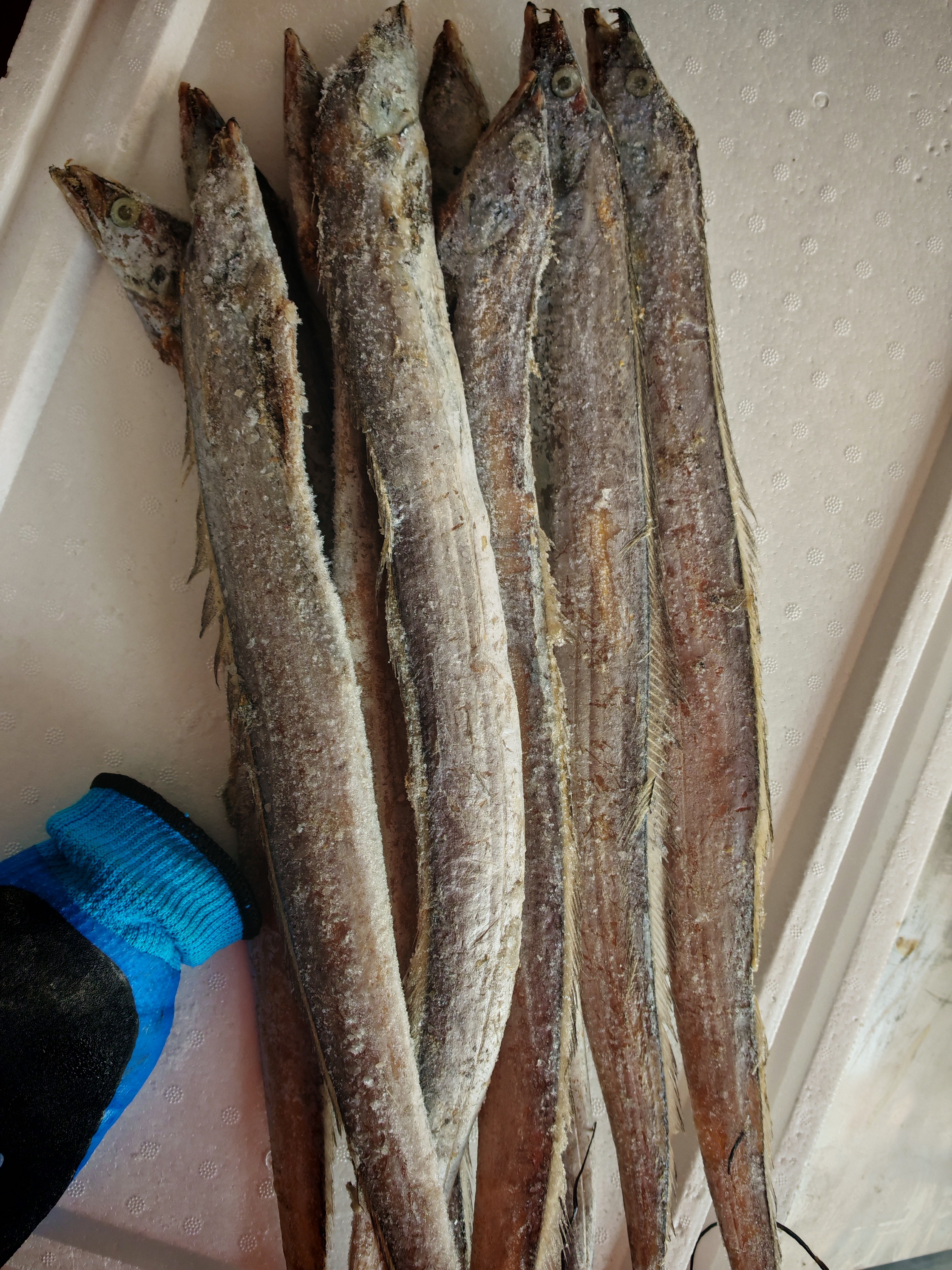 小黑眼睛油刀鱼 自家渔船捕捞油带鱼有破肚现象属于正常建议勿拍