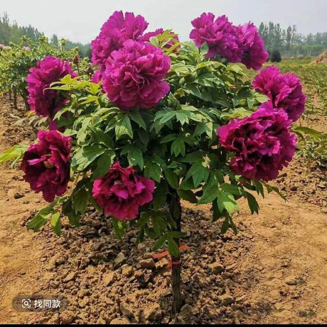 （一物一拍）168 紫斑牡丹花浓香大花好养易活