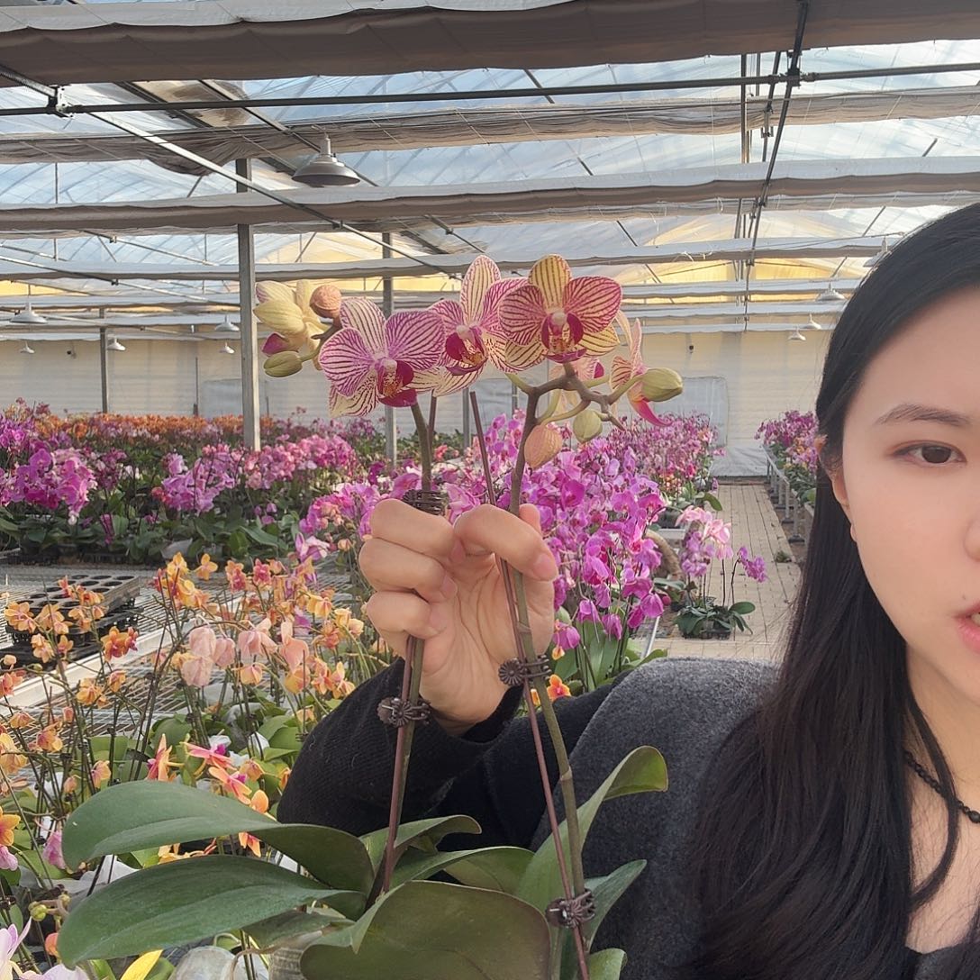 完全开放水晶之恋消苞苗子不售后