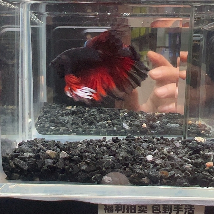 斗鱼跑单拉黑7日42