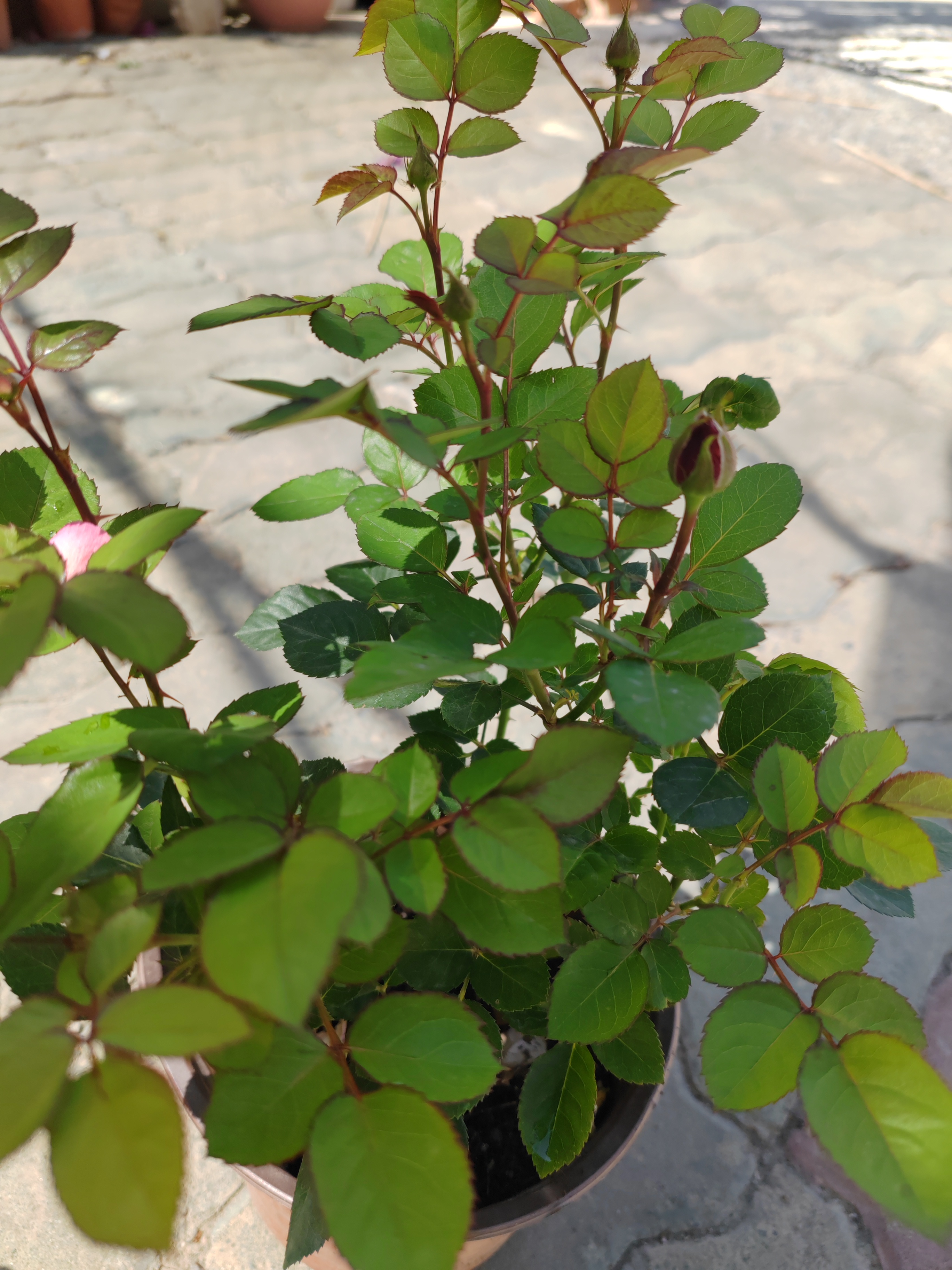 小花有香味的月季一盆包邮到家