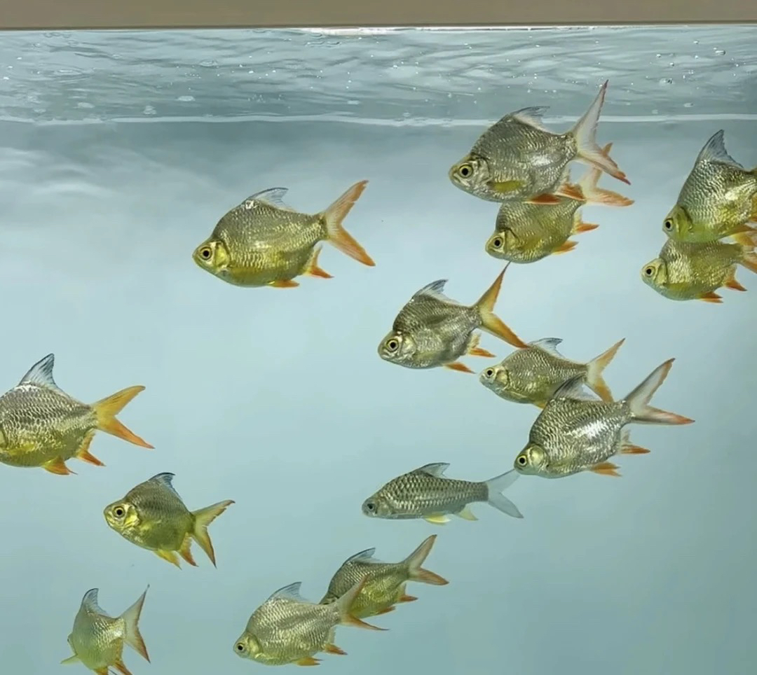 泰国进口元宝鲫零号短身活体双线侧鱼金凤银凤龙鱼虎鱼配鱼