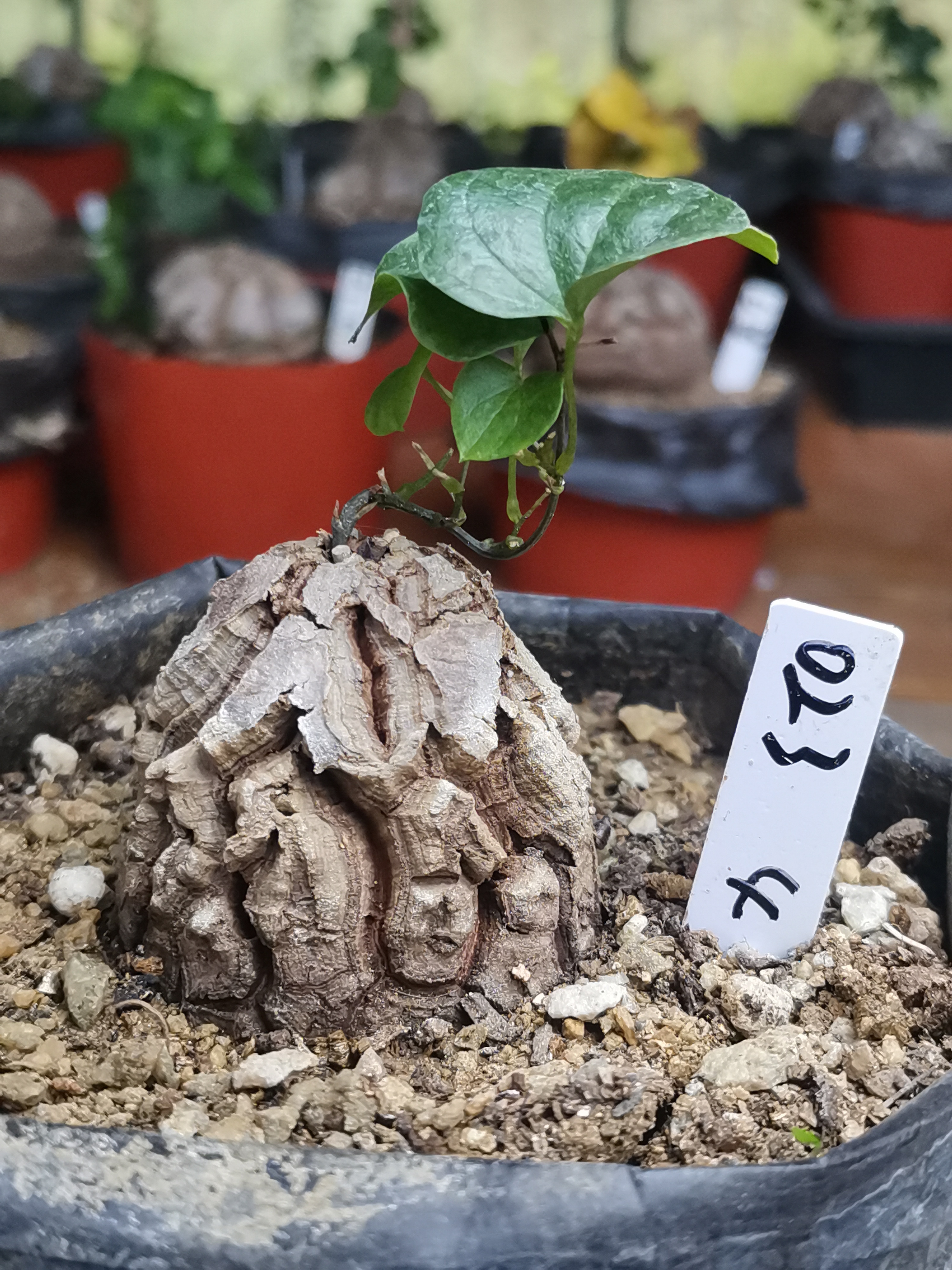 023南非块根植物龟甲龙