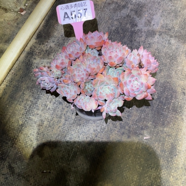 叁***石霜花多肉一物一拍