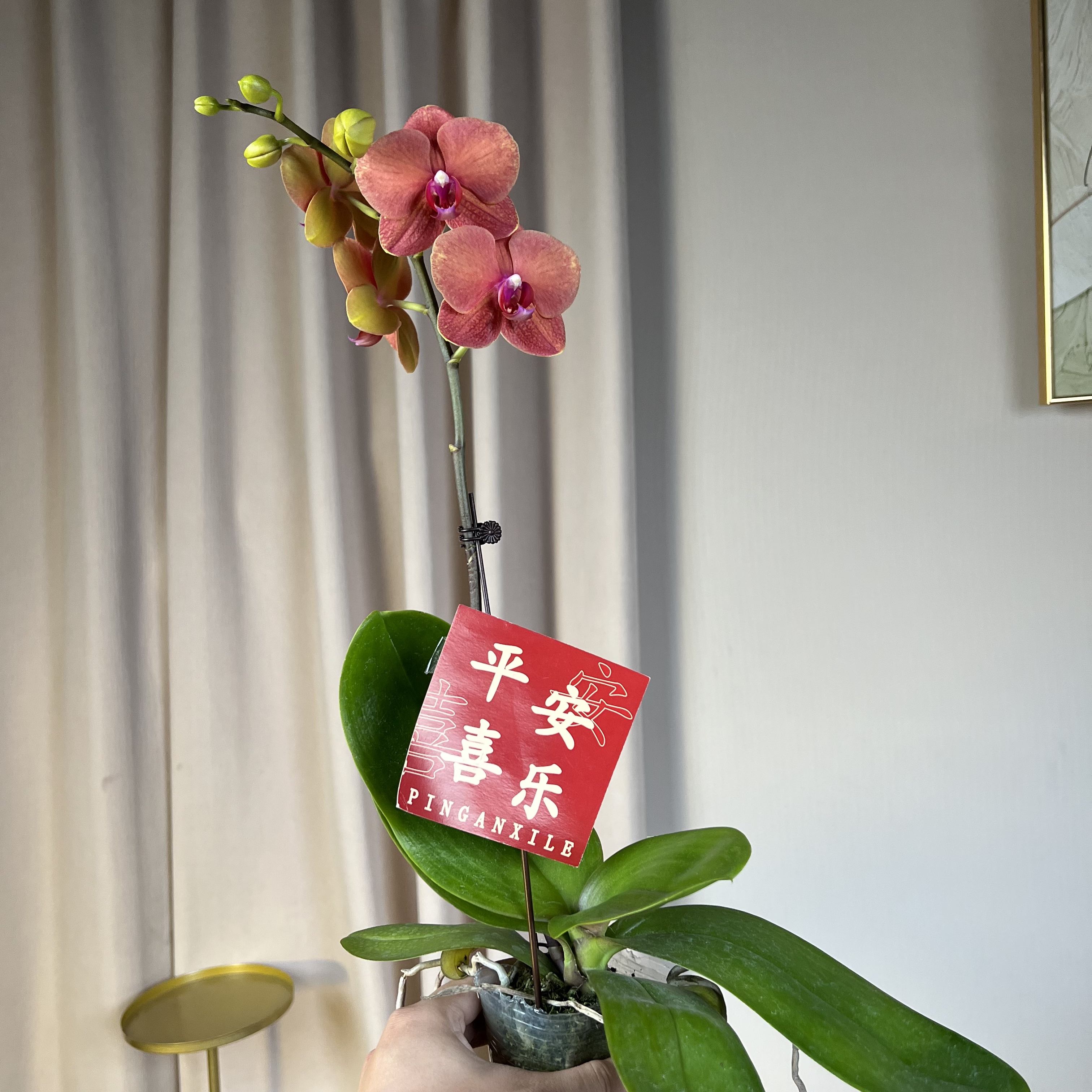 蝴蝶兰《金桔》稀有橙色花期超长 基地直发