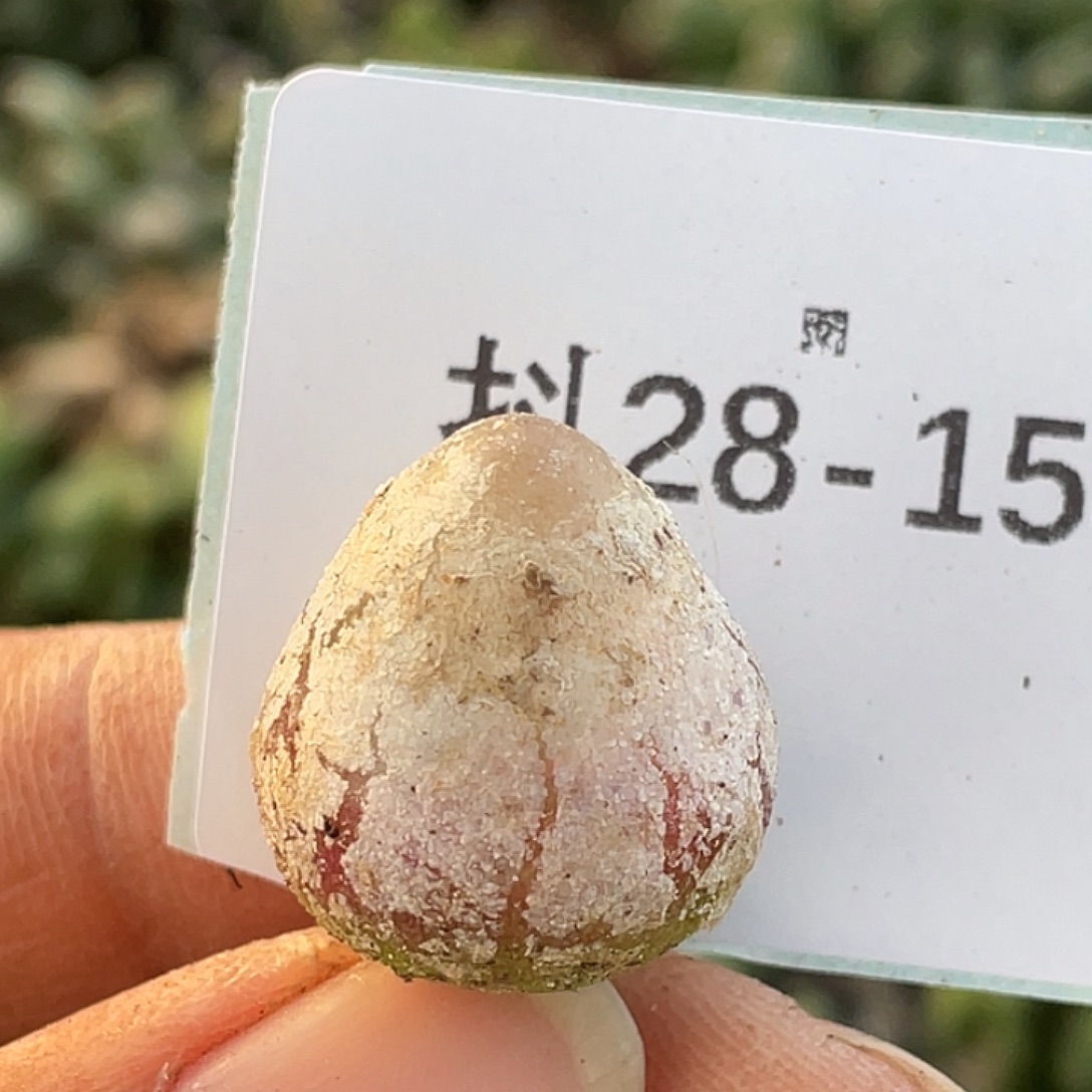28-154灯泡多肉植物