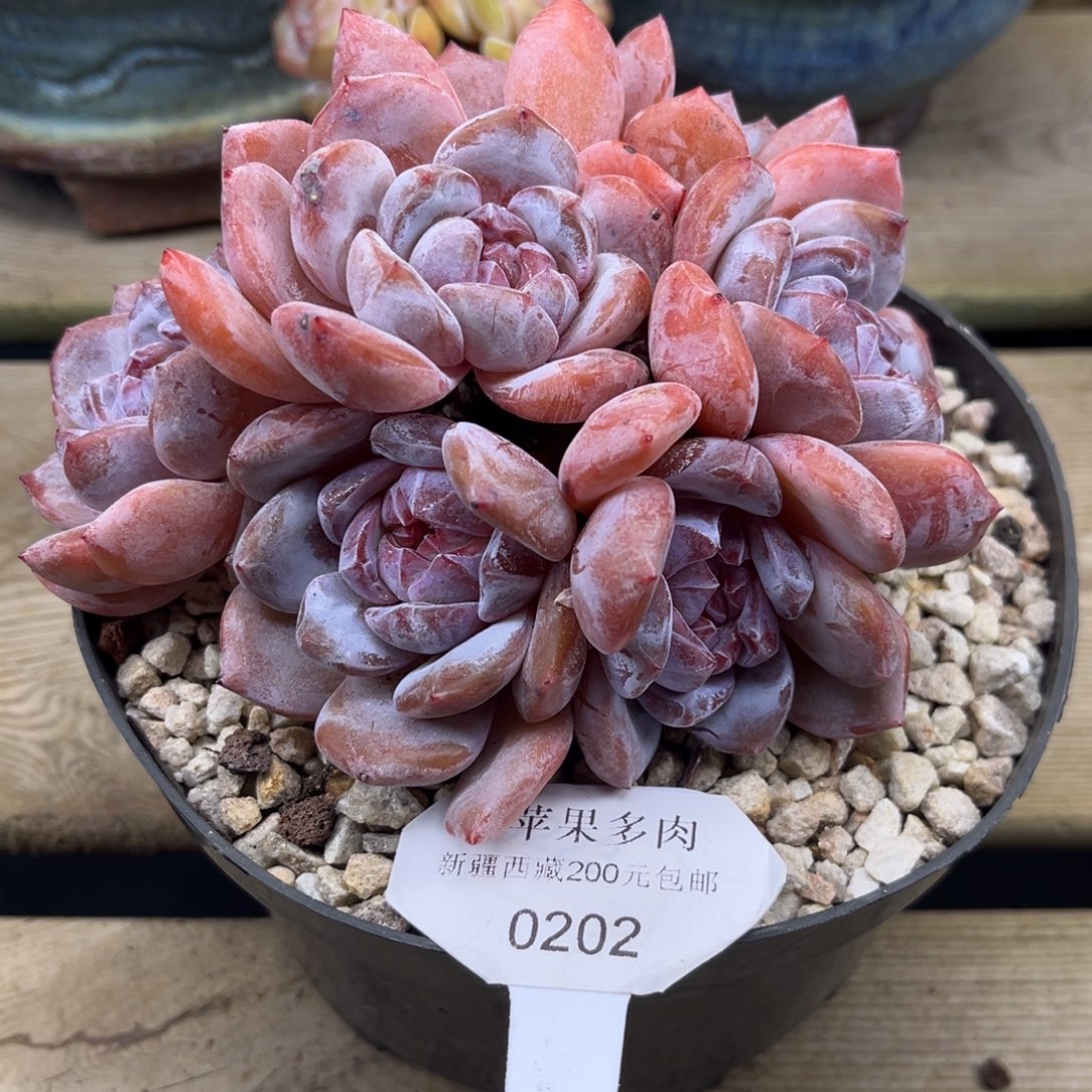 紫皮紫心202/15cm7头