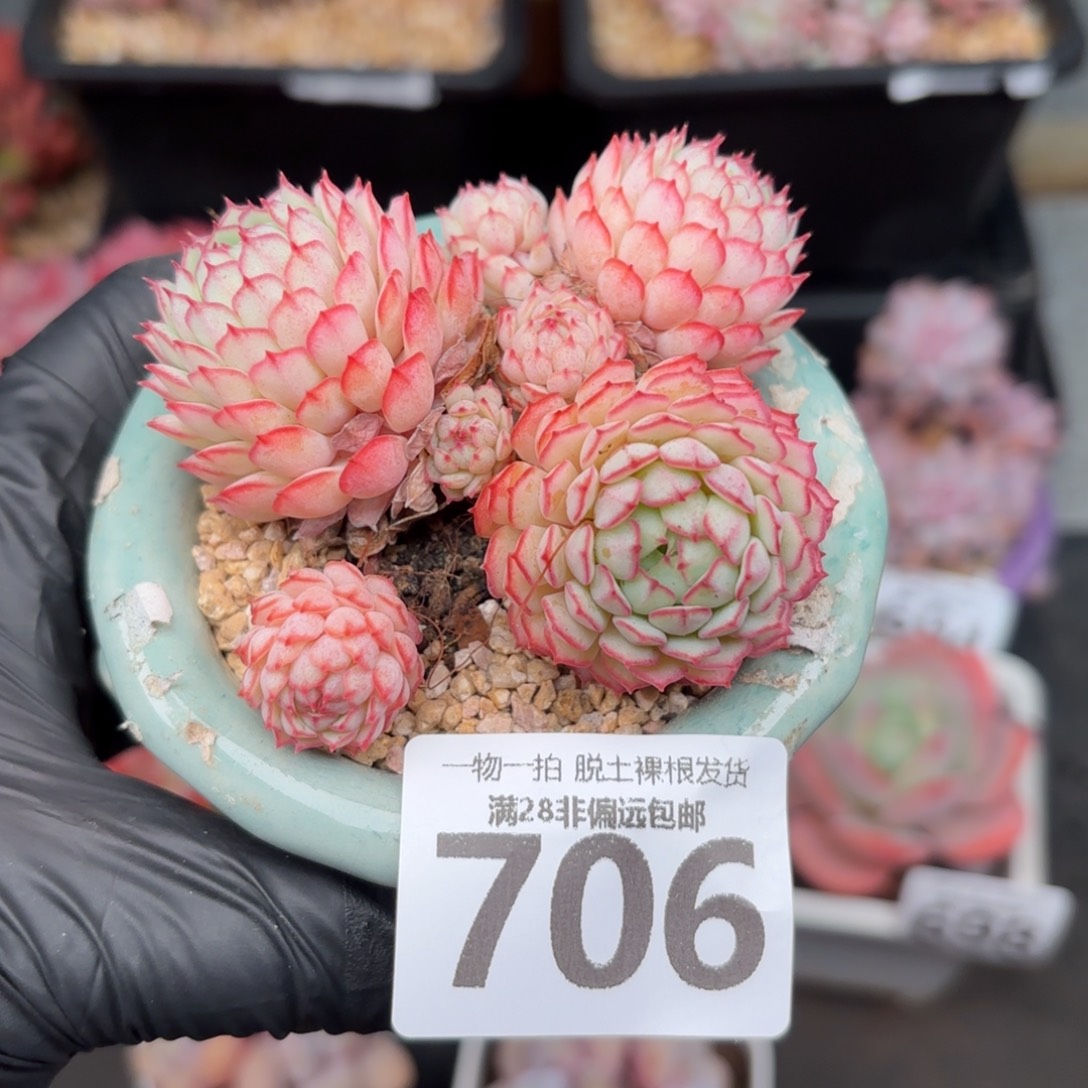 小红船无盆土发货