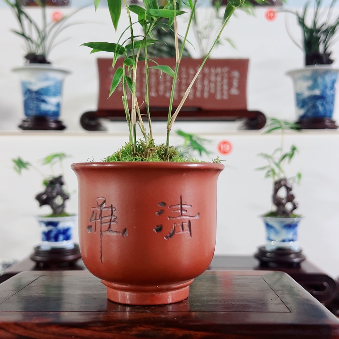 无花朵盆景凤尾竹，，，，