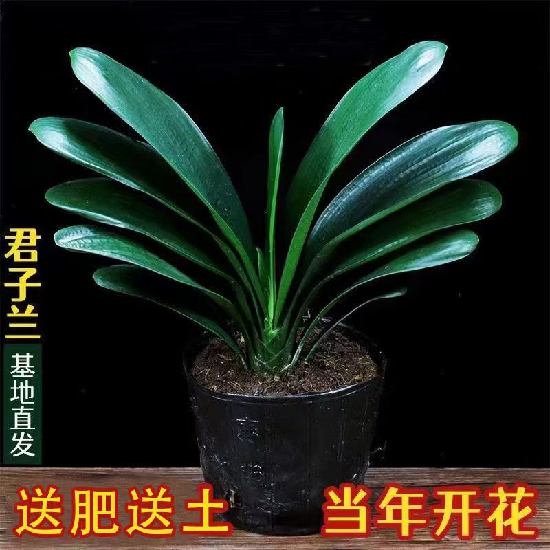 F  4-7片叶君子兰盆栽名贵花卉四季常青好养易活适合室内阳台